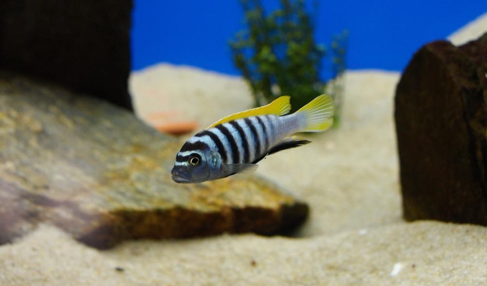 Cynotilapia afra jalo reef . Pyszczaki z Malawi