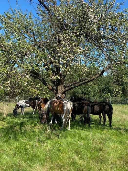 konie hucuły klacze programowe