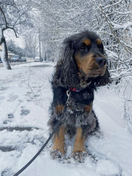 Вязка Англійський Кокер Спаніель