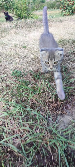 Котика у добрі руки