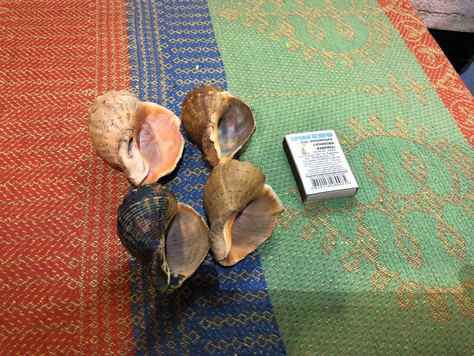 Морская ракушка раковина для декора в аквариум