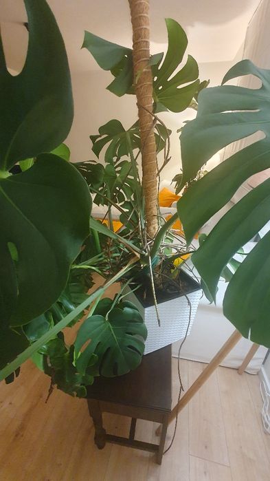 Monstera, przepiękna, zdrowa