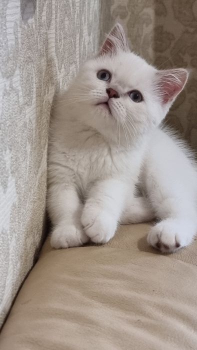 Шотландский  котик