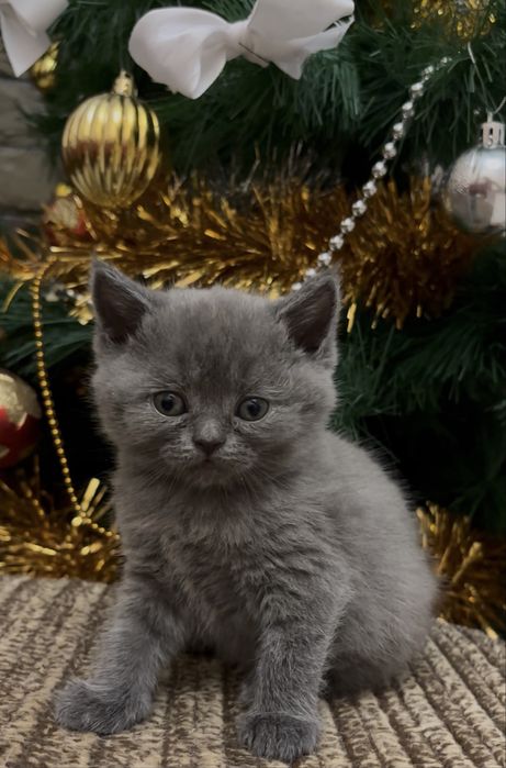 Котенята Британці