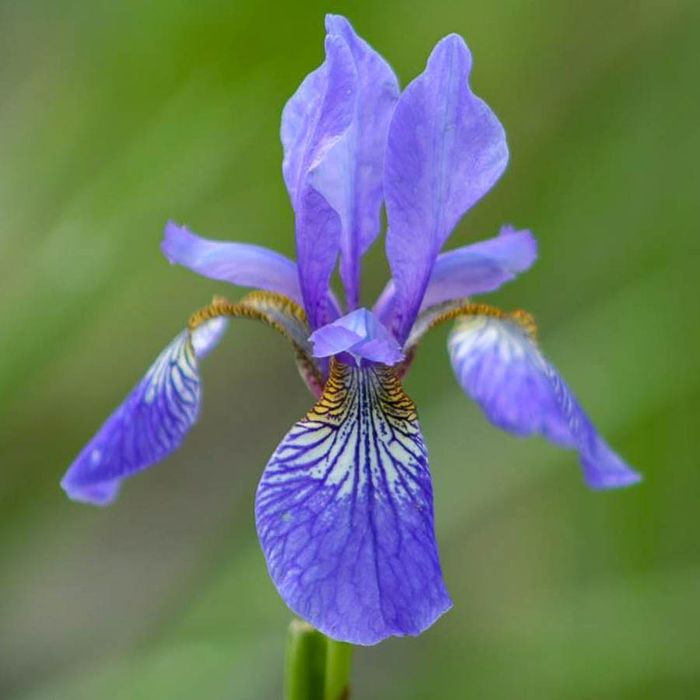Ірис, півник сибірський
