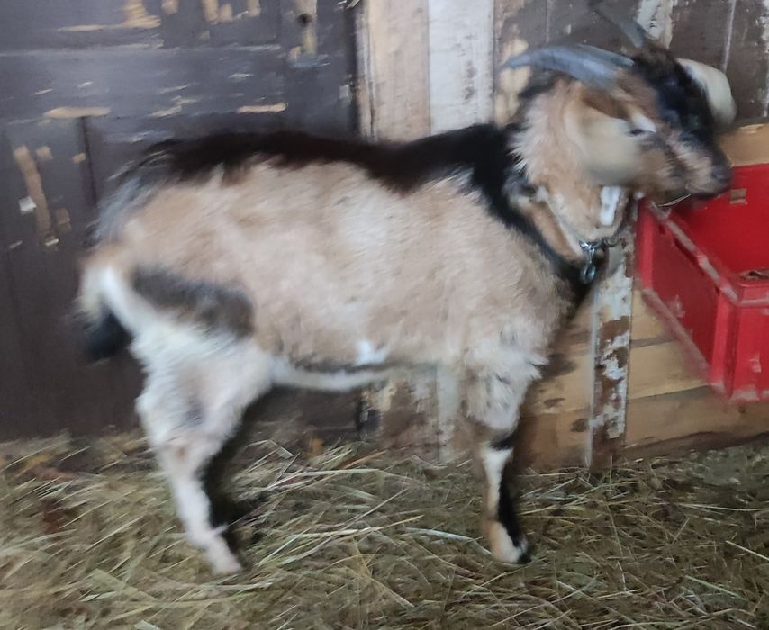 Sprzedam młodego capka