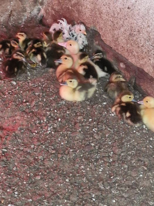 Patos mudos e Cayuga  bebés