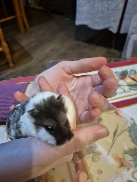 3 samce chomiki dziungarskie