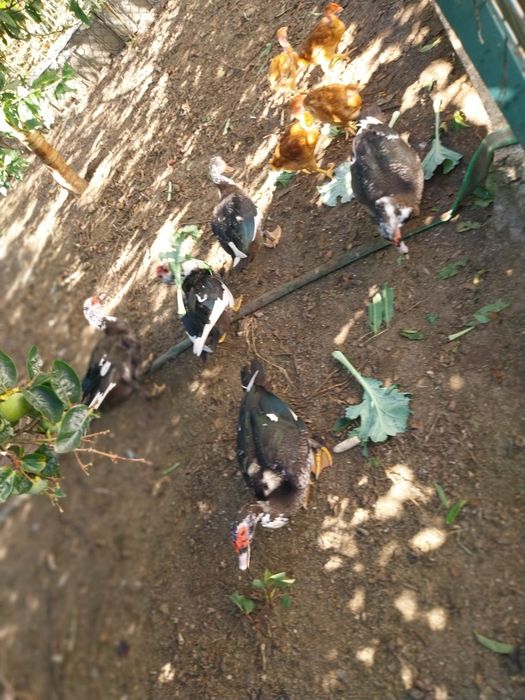 Vende-se 5 patos machos