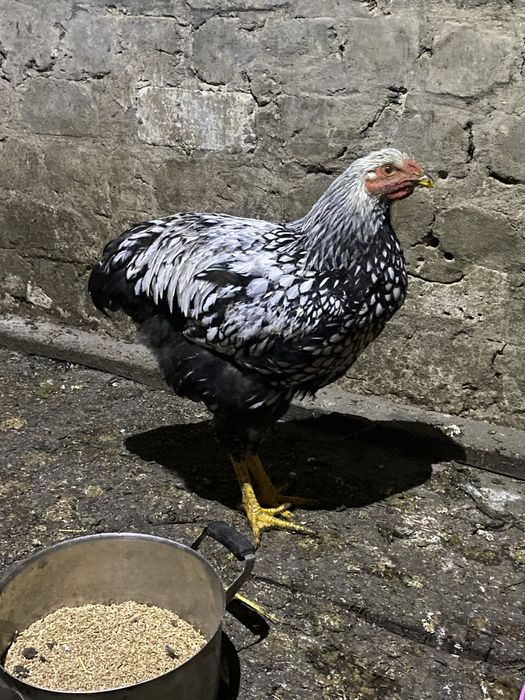 Инкубационно яйцо Виандот Серебро