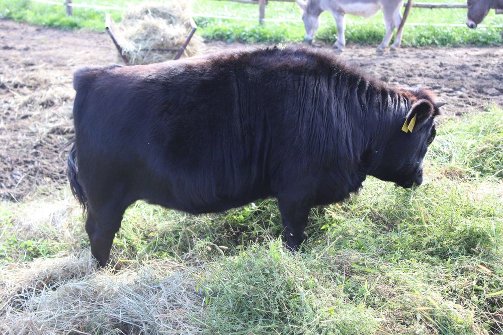 Krowa i jałówka typu Angus czarne miniaturki Brzeźniak • OLX.pl