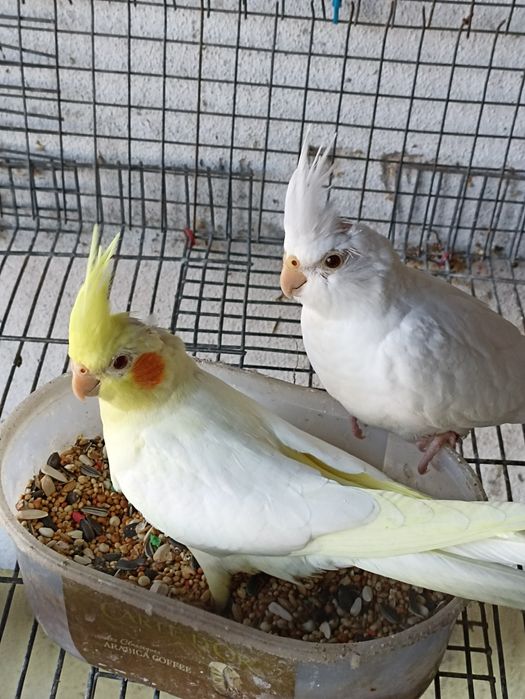 Caturras "colapsitas" bebés para domesticar