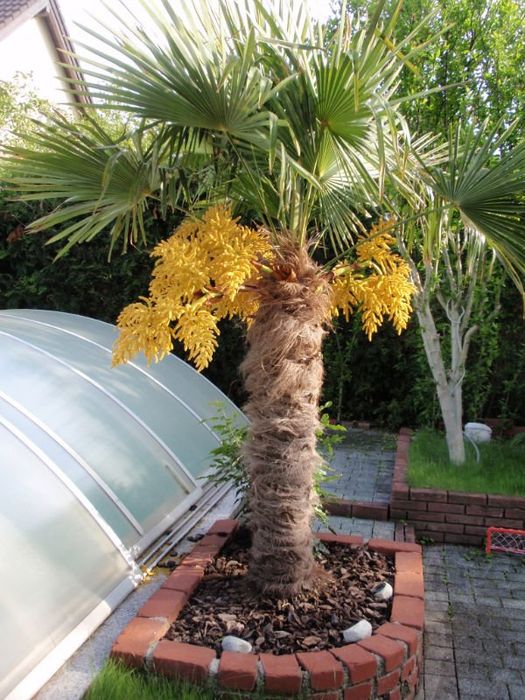 Szorstkowiec Fortunego palma mrozoodporna Trachycarpus fortunei