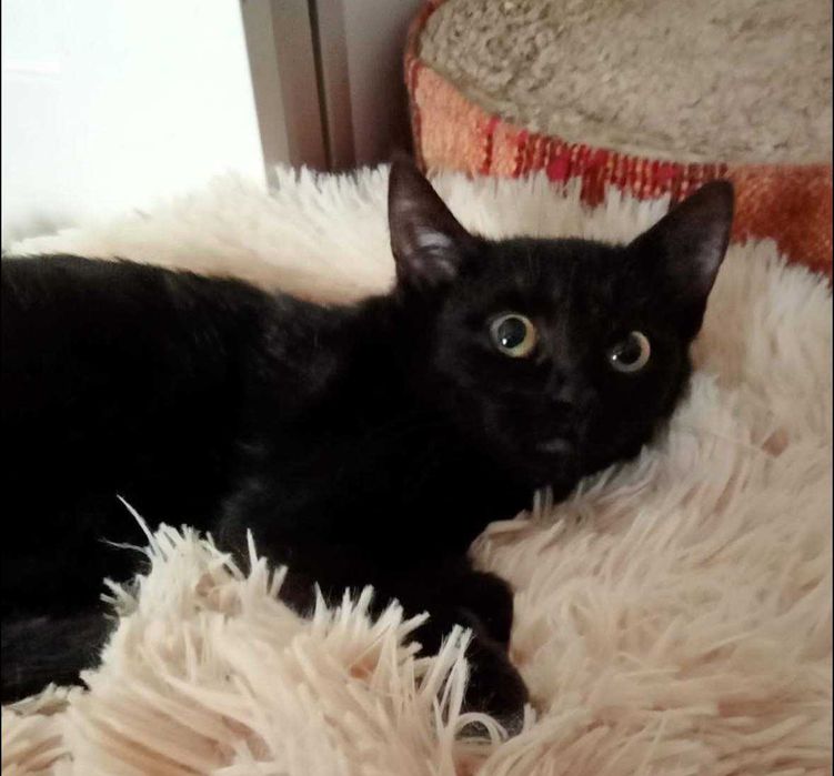 Piękna kotka Morgana szuka domku