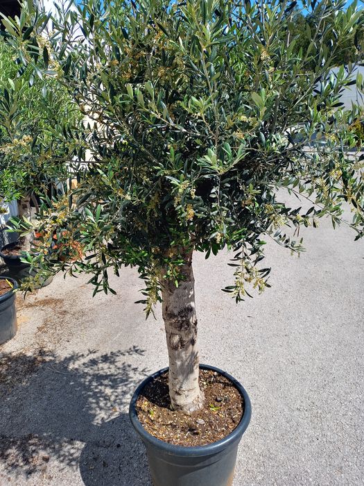 Oliveiras para jardim