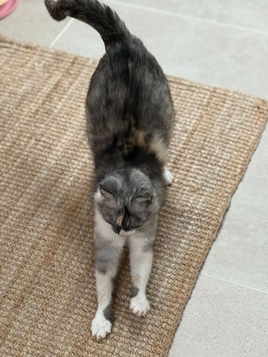 Do adopcji poleca się Dymcia