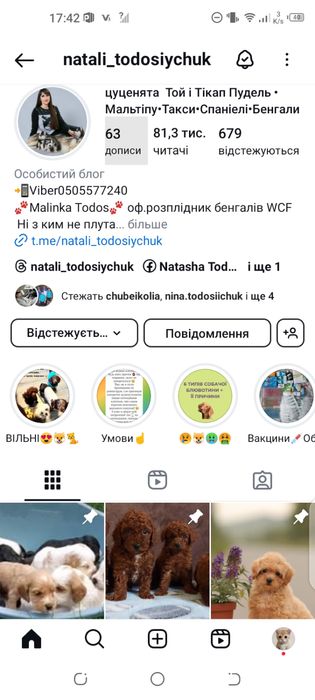 Ред браун Той Пудель ‼️ насичені ‼️