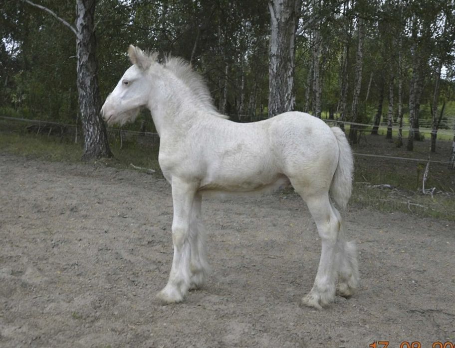 Wyjątkowy ogierek IRISH COB – MAGIC KASZMIR