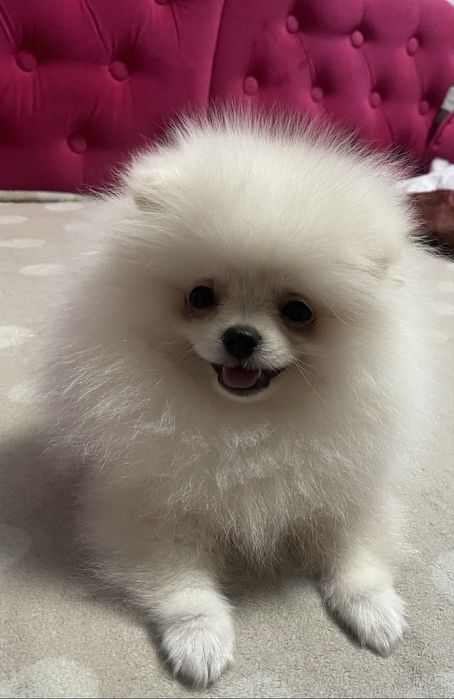 Шпиц померанский