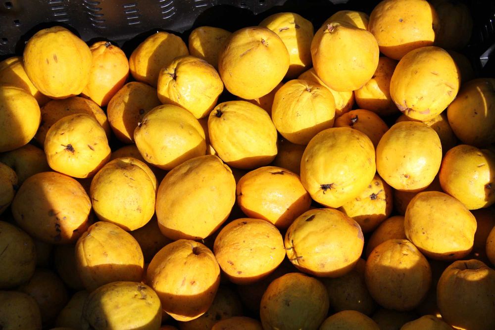 owoce pigwowca odmiana ekologiczna Gold Calif