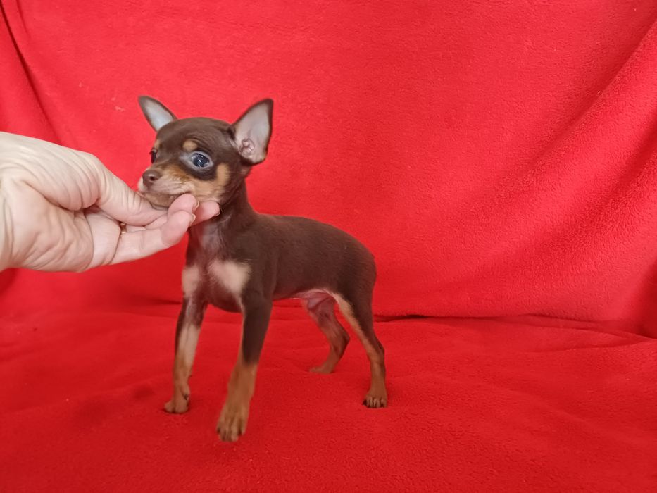 Тойчик шоколадный мальчик