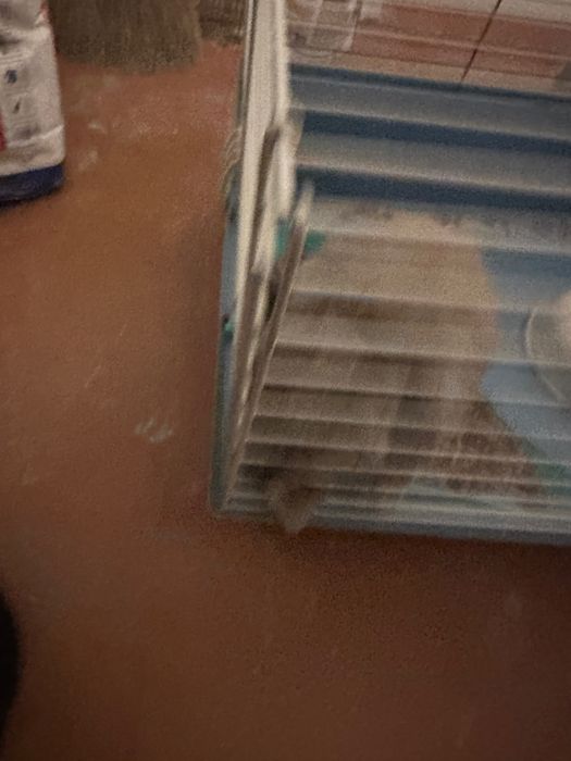 Віддам декоративного кролика в гарні руки