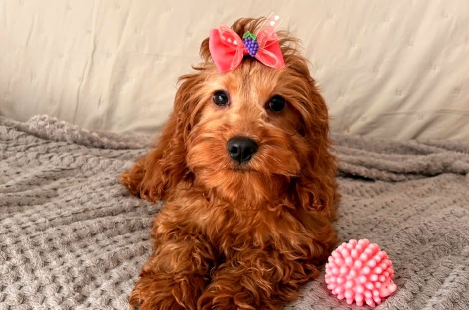 Cockapoo (Cocker Spaniel/ Pudel)