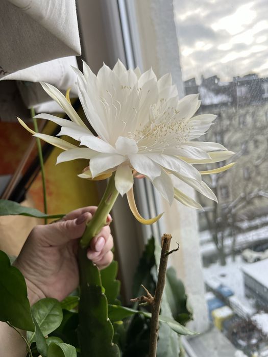 Epiphyllum Mount San Antonio