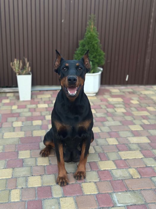 Щенята добермана