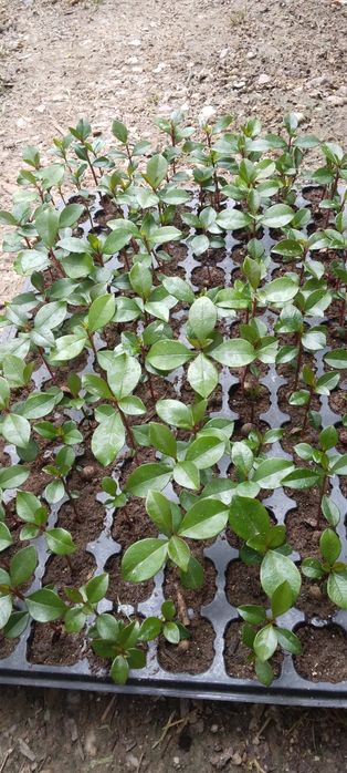 Eugenias para sebes mudas  só  tabuleiro completo  112 plantas  cada