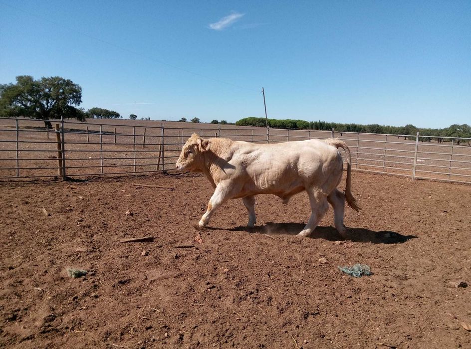 Novilho com 20 meses raça charolesa