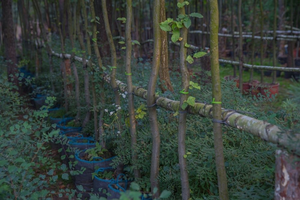 Grab Pospolity(Carpinus Betulus), wys. 4-5m,obwód pnia 8-10cm z gruntu