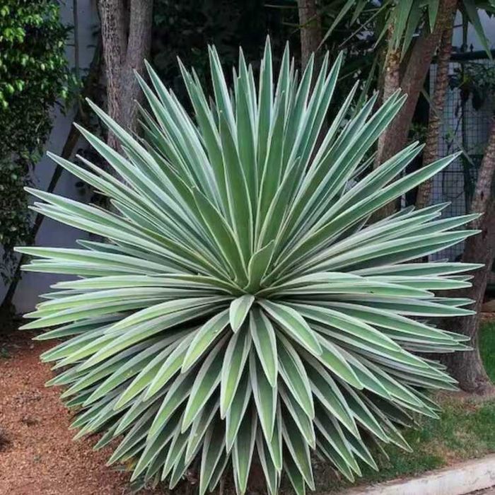 Agave angustifolia  2 sadzonki w jednej doniczce