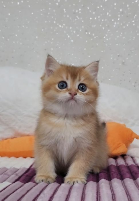 Шотландське кошеня золота шиншила