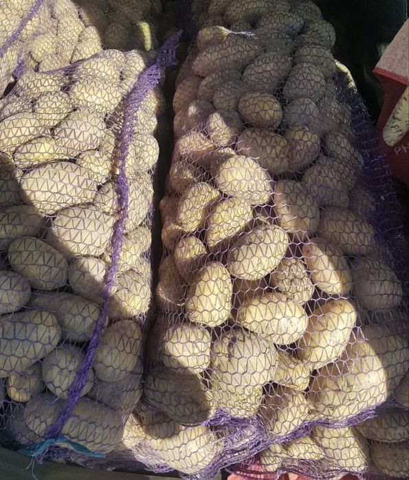 Картопля дрібний опт, м. Сквира