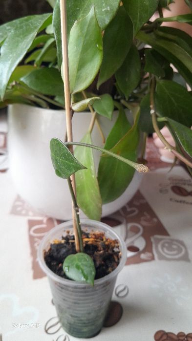 Хойя обскура вкорінені черенки з квітконіжкою