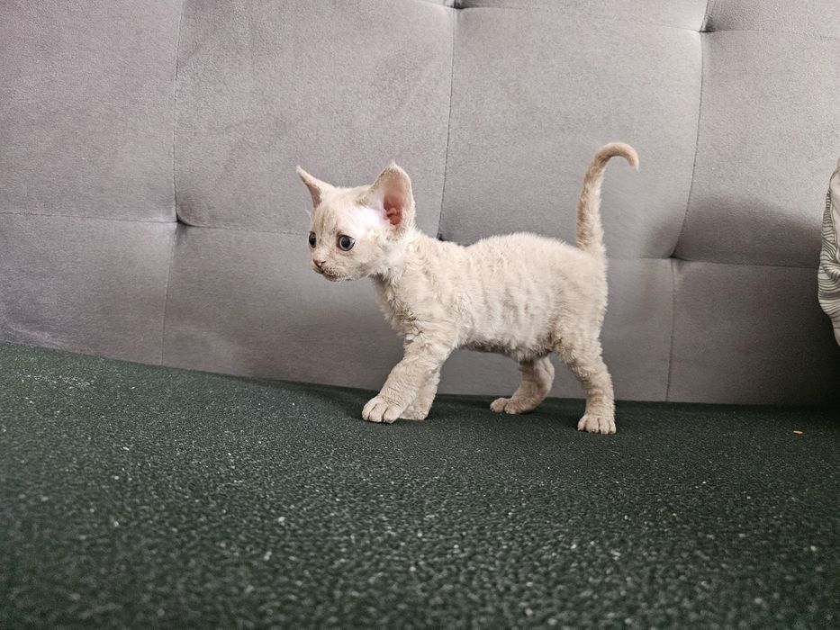 Kociak Devon rex, rodowód FPL