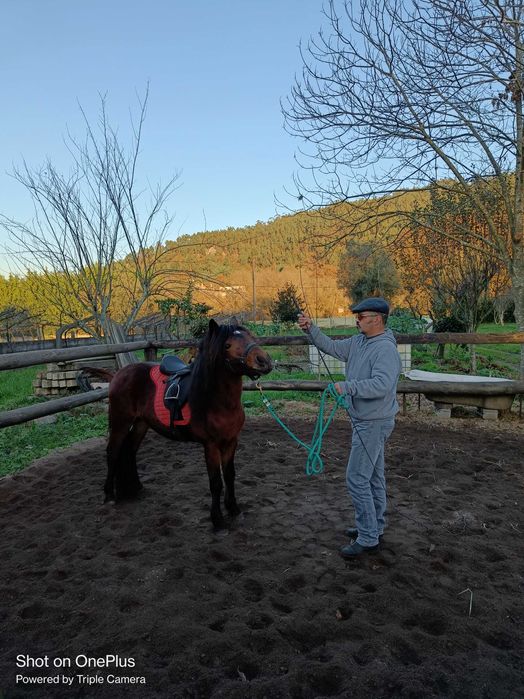Cavalo garrano puro com livro azul e 3 anos feitos já com algum ensino