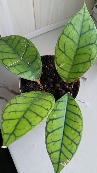 Hoya callistophylla hoja