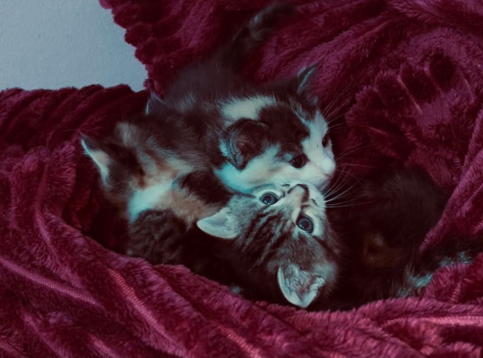 Котики дівчатка задарма