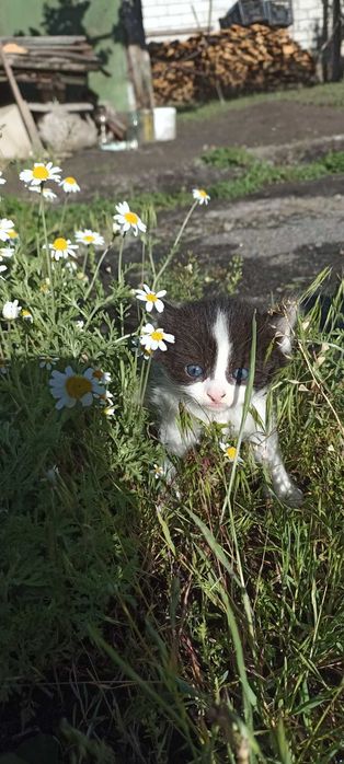 котята черно-белые
