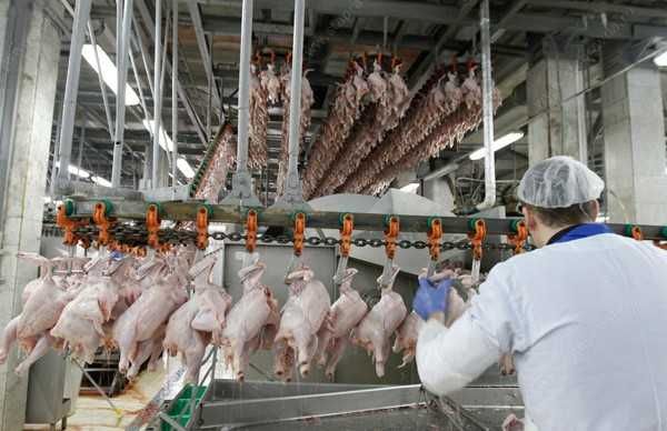 Холодильна камера для м'яса  0 + 2 °C (Тернопіль, Ланівці)