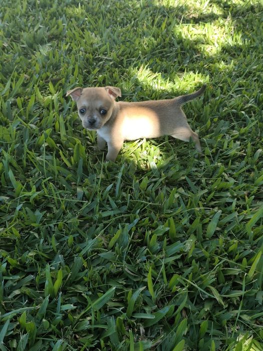 Fêmea Chihuahua disponível
