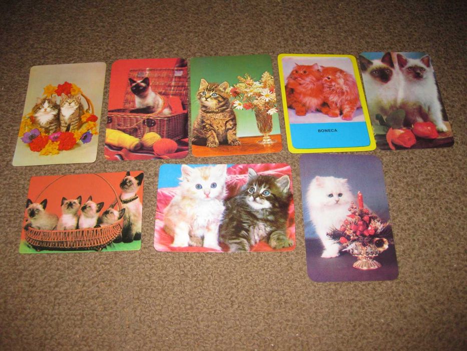 17 Calendários de "Gatos" Impecáveis!