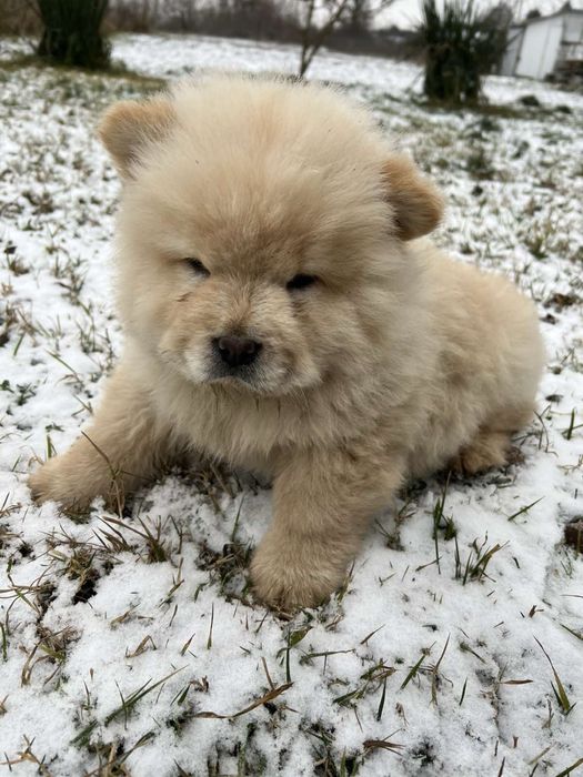 Чау-Чау (чау чау) Шикарні цуценята! Батьки ШОУ КЛАСУ!!! ДОСТАВКА