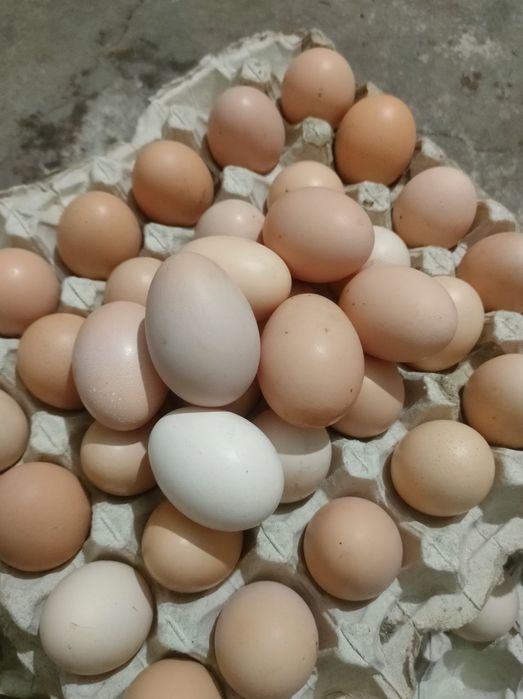 Продаю інкубаційне яйце мішаних порід курей