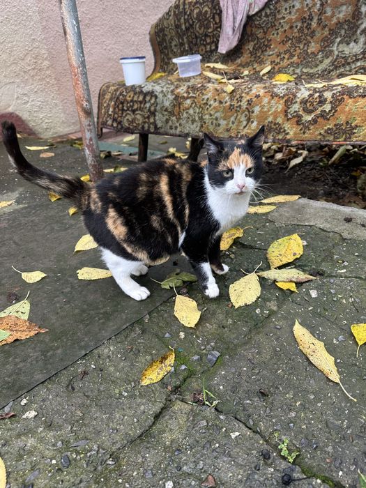 Киця,котик,кішка,кіт