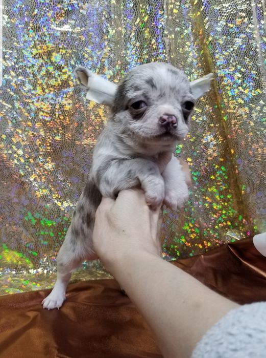 Девочка чихуахуа мини