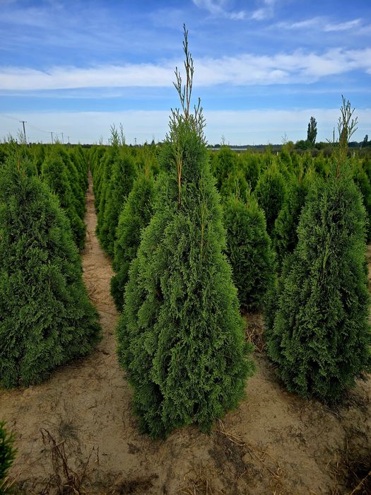 Tuja szmaragd 120cm 140cm tuia smaragd thuja Sadzimy