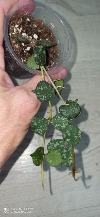 Hoya callistophylla, dischidia, finlaysonii, ETS 10